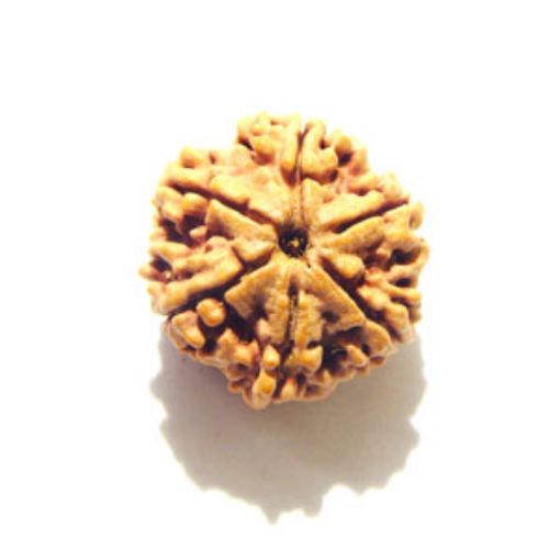 6 Mukhi Nepali Rudraksha