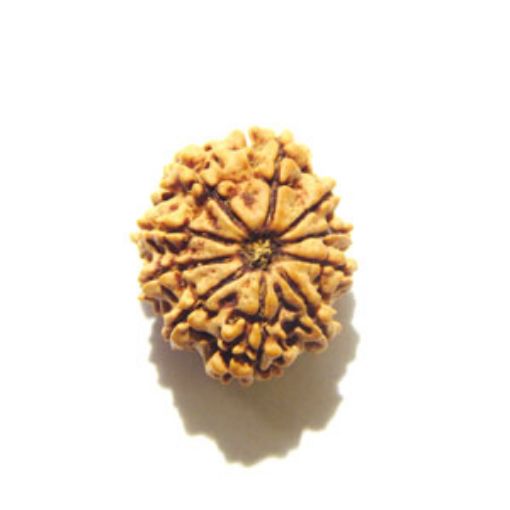 10 Mukhi Nepali Rudraksha