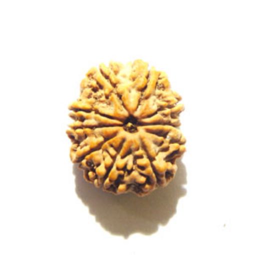 10 Mukhi Nepali Rudraksha