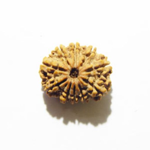 10 Mukhi Nepali Rudraksha