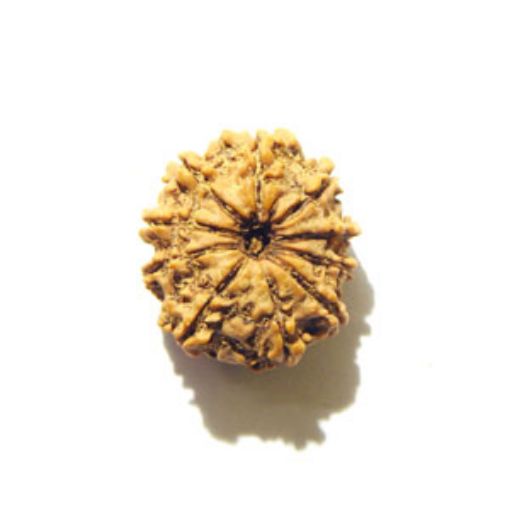 10 Mukhi Nepali Rudraksha