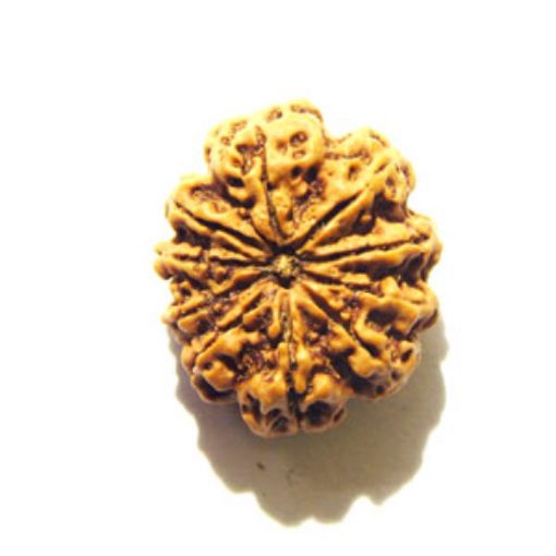 10 Mukhi Nepali Rudraksha