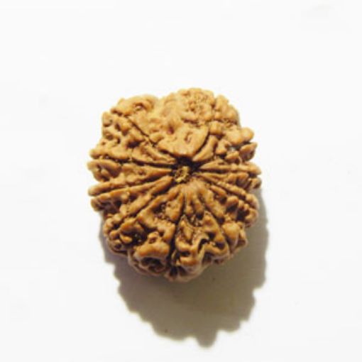 10 Mukhi Nepali Rudraksha