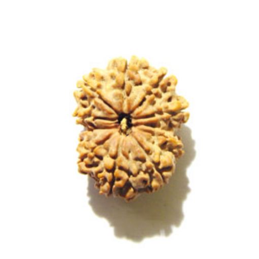 10 Mukhi Nepali Rudraksha