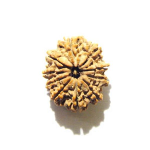 10 Mukhi Nepali Rudraksha