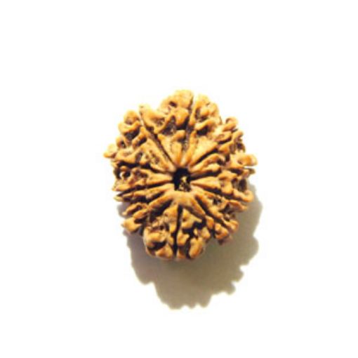 10 Mukhi Nepali Rudraksha