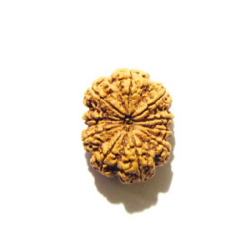 10 Mukhi Nepali Rudraksha