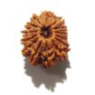 14 Mukhi Nepali Rudraksha