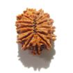 14 Mukhi Nepali Rudraksha