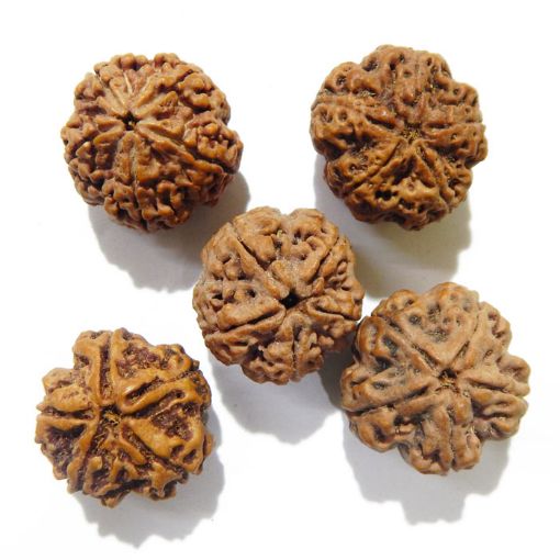 5 Mukhi Large Rudraksha