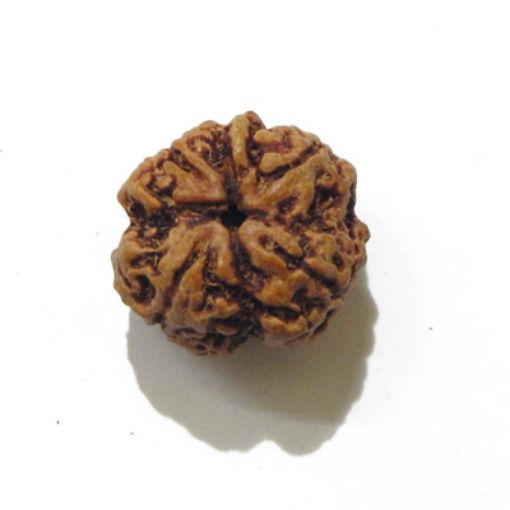 four mukhi nepali rudraksha