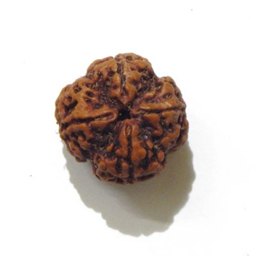 four mukhi nepali rudraksha