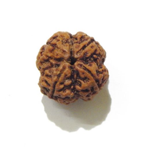 four mukhi nepali rudraksha
