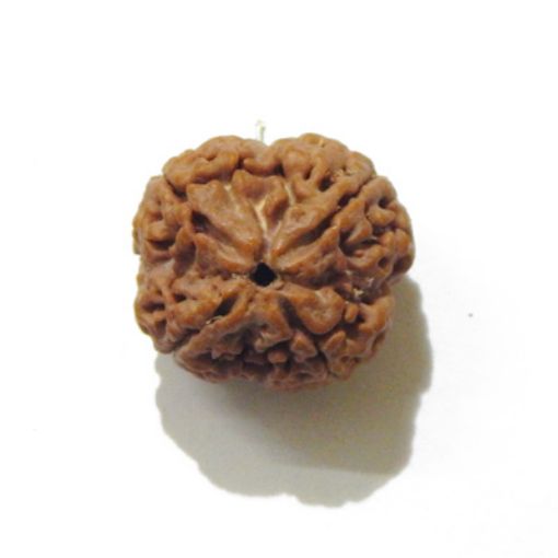 four mukhi nepali rudraksha