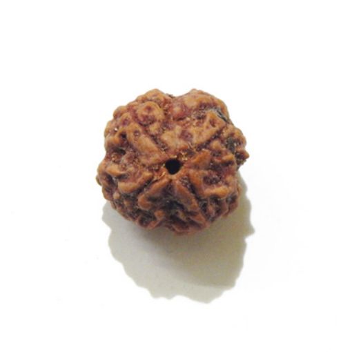 four mukhi nepali rudraksha