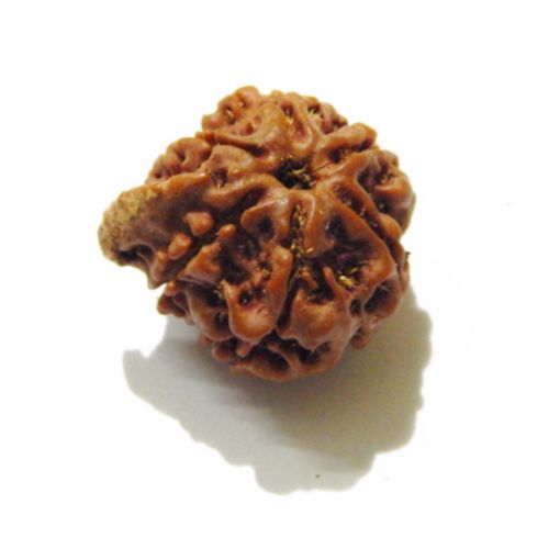 Ganesh Rudraksha