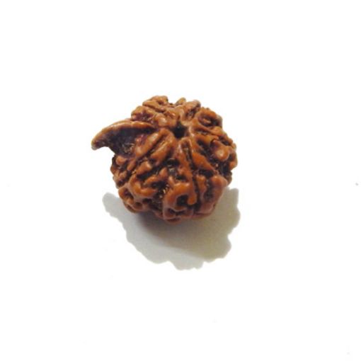 Ganesh Rudraksha