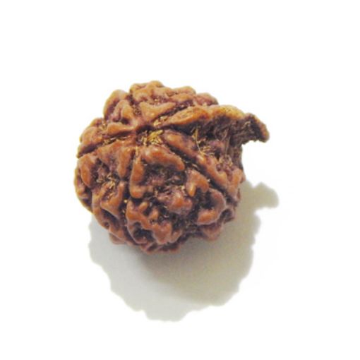 Ganesh Rudraksha