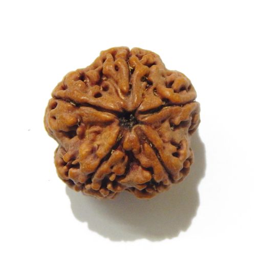5 Mukhi Large Rudraksha
