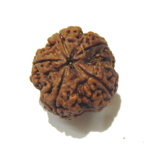 5 Mukhi Large Rudraksha