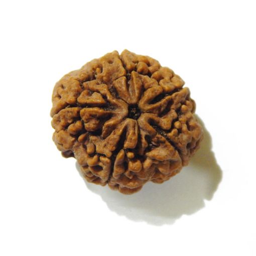 5 Mukhi Large Rudraksha