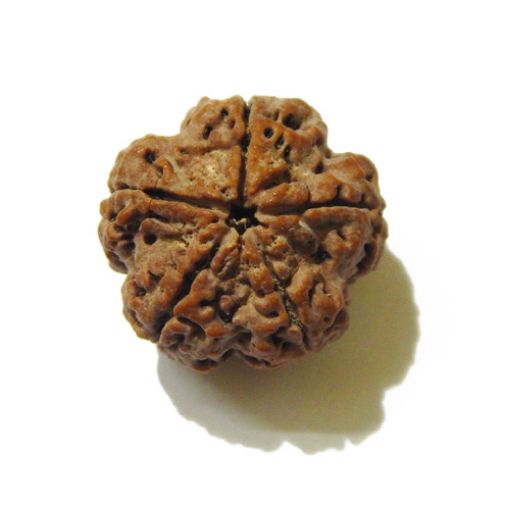 5 Mukhi Large Rudraksha