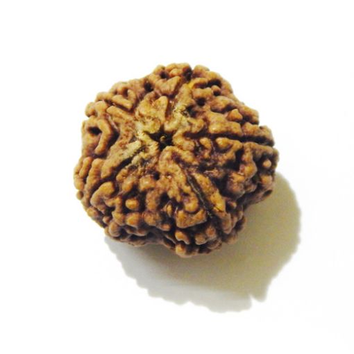5 Mukhi Large Rudraksha