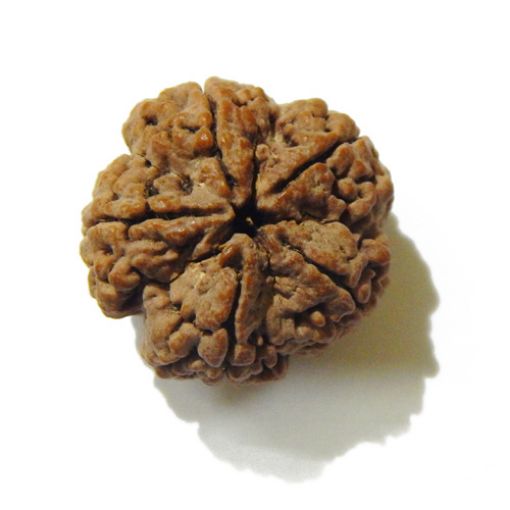 5 Mukhi Large Rudraksha