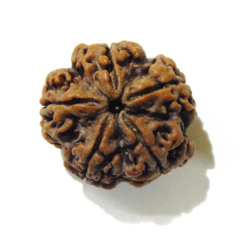 5 Mukhi Large Rudraksha