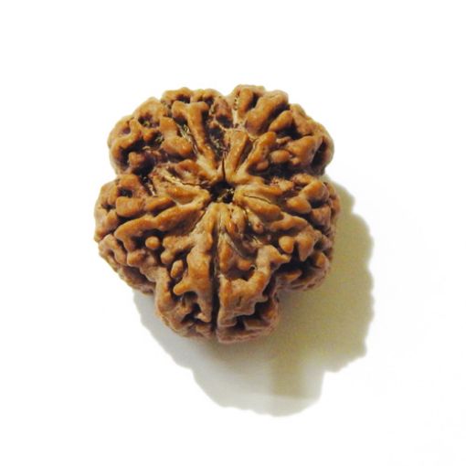 5 Mukhi Large Rudraksha