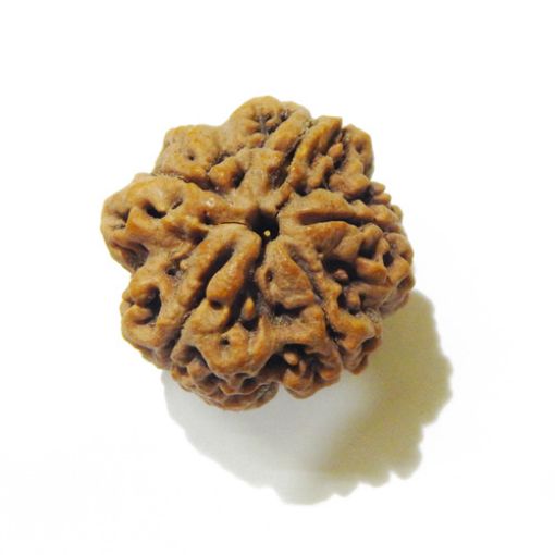 5 Mukhi Large Rudraksha
