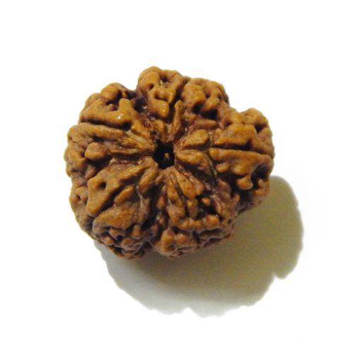 5 Mukhi Large Rudraksha