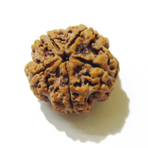 5 Mukhi Large Rudraksha