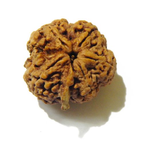 5 Mukhi Large Rudraksha