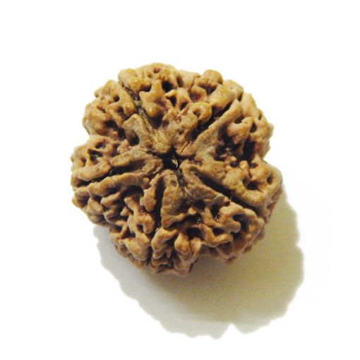 5 Mukhi Large Rudraksha