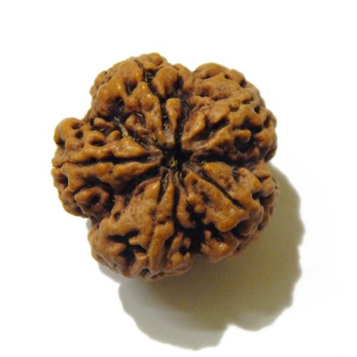 5 Mukhi Large Rudraksha