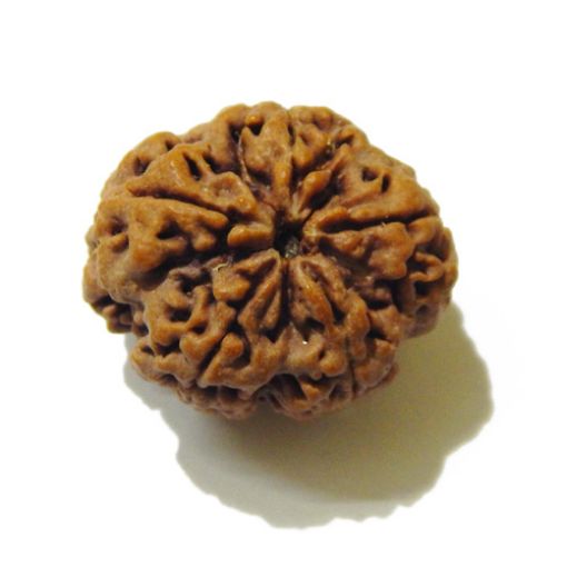 5 Mukhi Large Rudraksha
