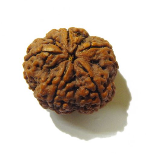 5 Mukhi Large Rudraksha