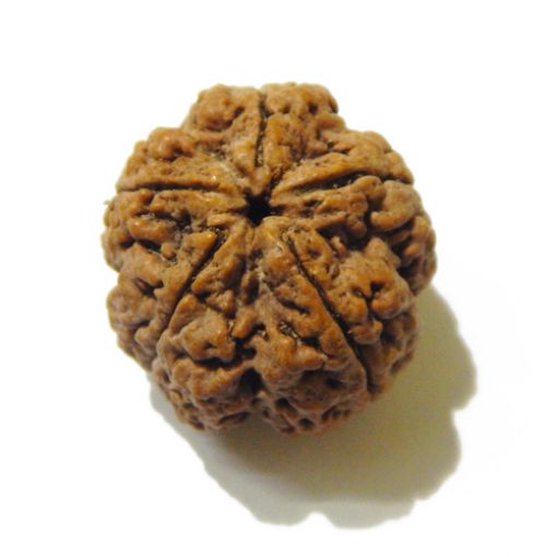 5 Mukhi Large Rudraksha