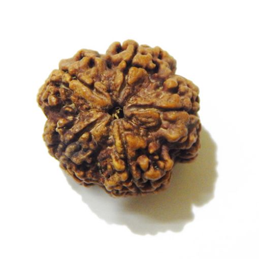 5 Mukhi Large Rudraksha