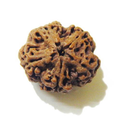 5 Mukhi Large Rudraksha
