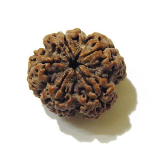 5 Face Big Size Rudraksha