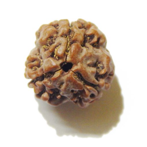 Three Face Rudraksha