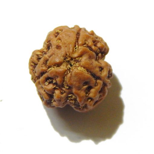 Three Face Rudraksha