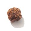 Four Mukhi Rudraksha