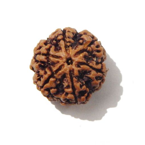 Six Mukhi Rudraksha