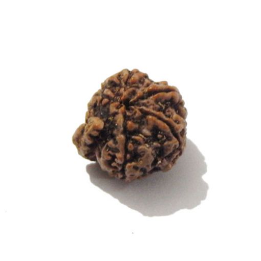 Ganesh Rudraksha
