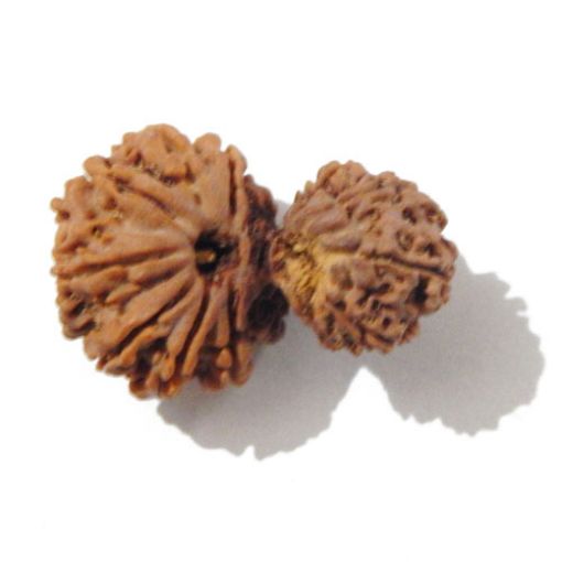 Gauri Shankar Rudraksha