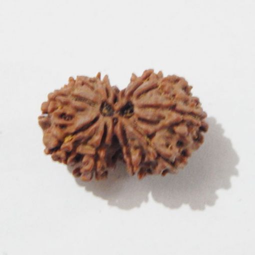 Gauri Shankar Rudraksha