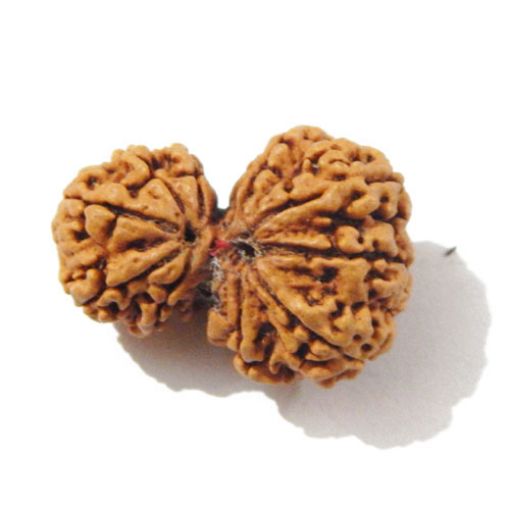 Gauri Shankar Rudraksha